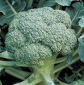 De Cicco Broccoli Seeds BR10-100_Base