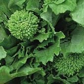 Early Fall Rapini Broccoli Raab Seeds BR27-100_Base