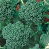 Italian Sprouting Broccoli Seeds BR77-100_Base