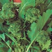 Sessantina Riccia di Sarno Broccoli Raab Seeds BR64-100_Base