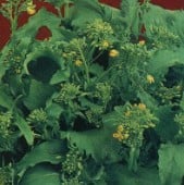 Spring Rapini Broccoli Raab Seeds BR28-100_Base
