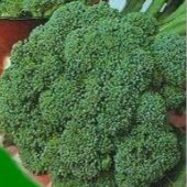 Waltham 29 Broccoli Seeds BR6-100_Base