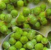 Catskill Improved Brussels Sprouts Seeds BS4-100_Base