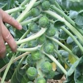 Divino Brussels Sprouts Seeds BS10-25_Base