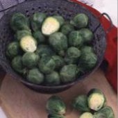 Long Island Improved Brussels Sprouts Seeds BS3-100_Base