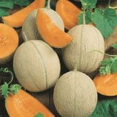 Hearts of Gold Melon Seeds CA3-20_Base