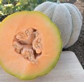 Iroquois Melon Seeds CA9-20_Base