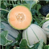 Napoli Melon Seeds CA66-10_Base