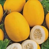 Vine Peach Melon Seeds CA61-20_Base