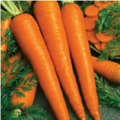 Imperator 58 Carrot Seeds CT9-250_Base
