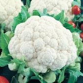 Early Snowball Cauliflower Seeds CF2-100_Base