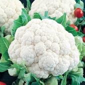 Snowball Y Improved Cauliflower Seeds CF8-100_Base