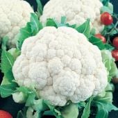 Snowball Self Blanching Cauliflower Seeds CF15-100_Base
