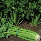 Tall Utah 52-70R Improved Celery Seeds CL3-100_Base