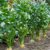 Tendercrisp Celery Seeds CL7-100_Base