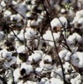 American Upland Cotton, American Upland Cotton Seeds - Reimer Seeds