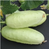 Boothby's Blonde Cucumber Seeds CU83-20_Base