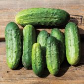 Chicago Pickling Cucumbers CU6-20