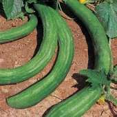 Chinese Snake Curved Cucumber Seeds CU85-20_Base