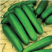 Early Green Cluster Cucumber Seeds CU45-20_Base