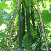 Japanese Long Pickling Cucumber Seeds CU99-10_Base