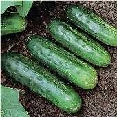 Cucumber 'Little Leaf' Plants For Sale – Streambank Gardens
