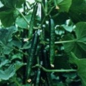 Tasty King Cucumber Seeds CU28-10_Base