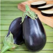 Black Beauty Eggplant Seeds EG2-20_Base