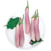 Bride Eggplant Seeds EG74-10_Base