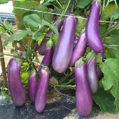 Charming Eggplant Seeds EG71-10_Base