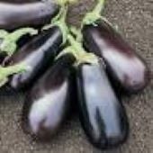 Classic Eggplant Seeds EG63-10_Base
