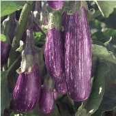 Fairy Tale Eggplant Seeds EG37-10_Base