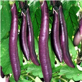 Fengyuan Purple Eggplant Seeds EG49-20_Base