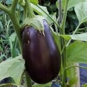 Florida Market Eggplant Seeds EG7-20_Base