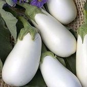 Ghostbuster Eggplant Seeds EG8-10_Base