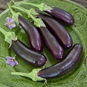 Hansel Eggplant Seeds EG59-10_Base