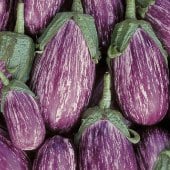 Listada de Gandia Eggplant Seeds EG34-20_Base