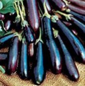 Long Purple Eggplant Seeds EG10-20_Base