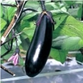 Money Maker II Eggplant Seeds EG56-10_Base