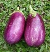 Rosita Eggplant Seeds EG43-10_Base