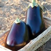 San Marino Eggplant Seeds EG78-10_Base