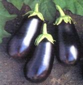 Santana Eggplant Seeds EG77-10_Base
