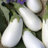 Snowy Eggplant Seeds EG79-10_Base