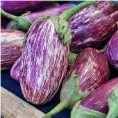 Udumalapet Eggplant Seeds EG45-10_Base