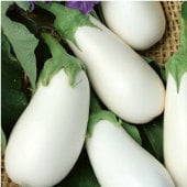 White Star Eggplant Seeds EG72-10_Base