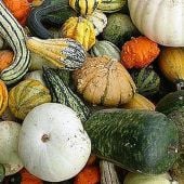 Large Mixed Gourd Seeds GD10-10_Base