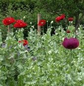 Breadseed Poppy Seeds HB163-100_Base