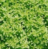 Fino Verde Basil Seeds HB112-100_Base