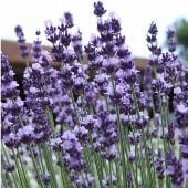 Vera Lavender Seeds HB55-100_Base