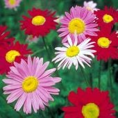 Painted Daisy Pyrethrum Seeds HB164-100_Base